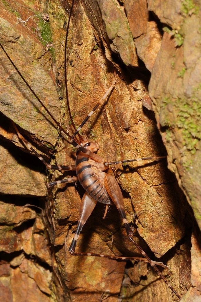 Pachyrhamma edwardsii
