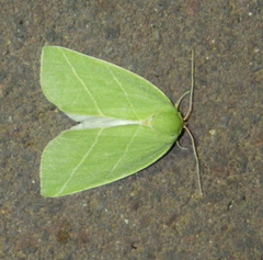 Bena bicolorana