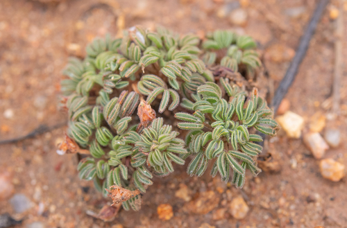 Kamiesberg Sorrel (Oxalis kamiesbergensis)