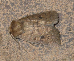 Hoplodrina octogenaria