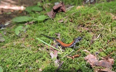 Plethodon yonahlossee