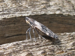 Cixidia fusiformis