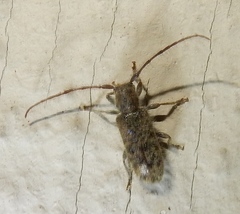 Eupogonius pauper