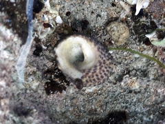 Diloma bicanaliculatum