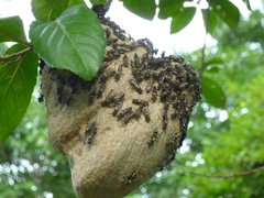 Polybia ruficeps xanthops