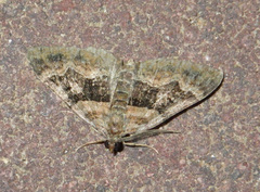 Xanthorhoe biriviata