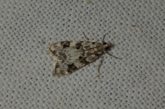 Eudonia delunella