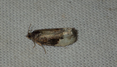 Apotomis betuletana