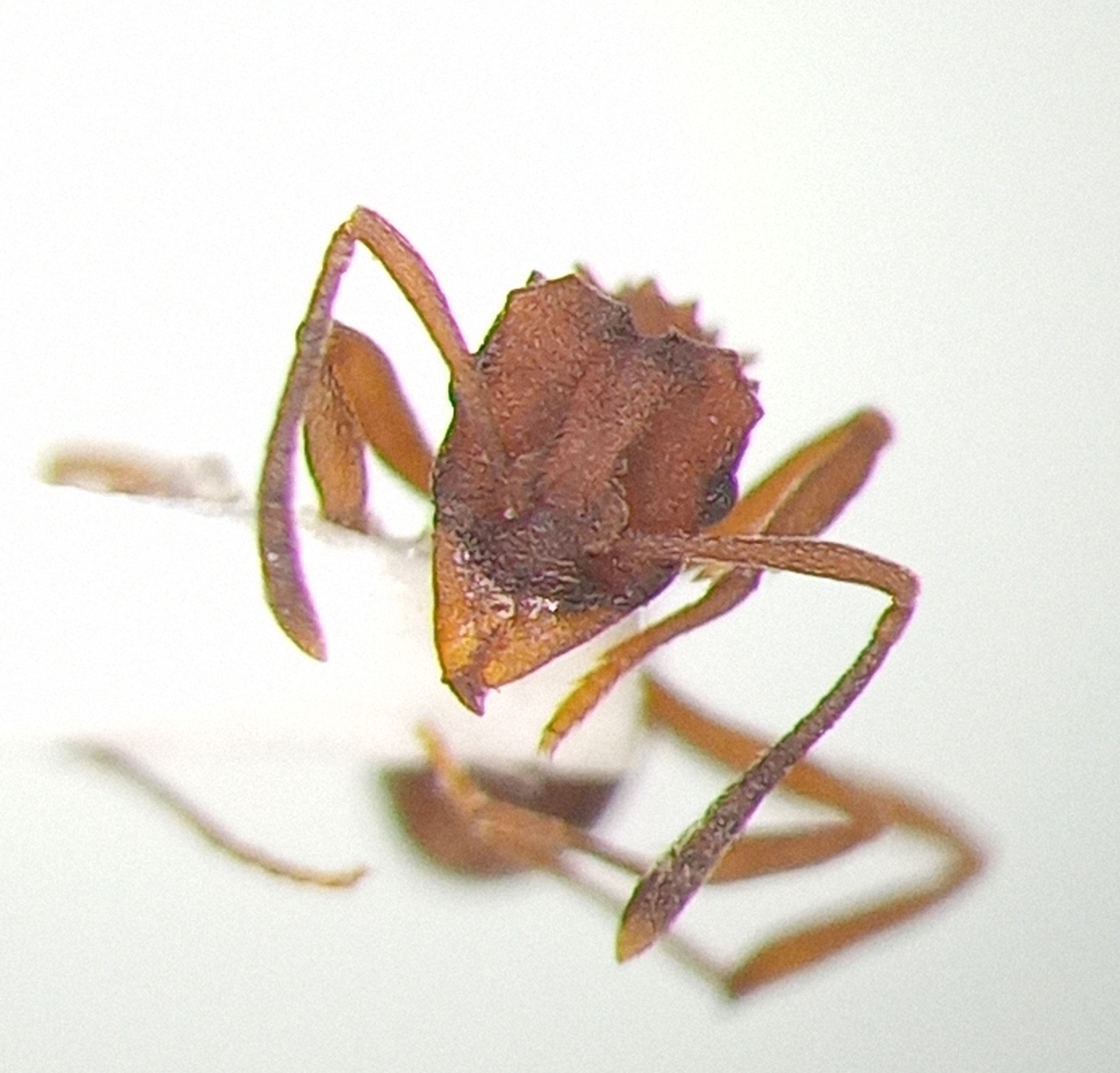 Mycetarotes parallelus