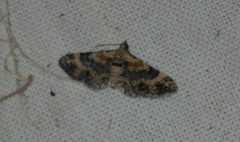 Eupithecia pulchellata