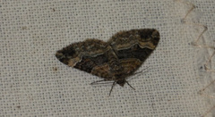 Xanthorhoe biriviata
