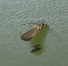 Crassa unitella