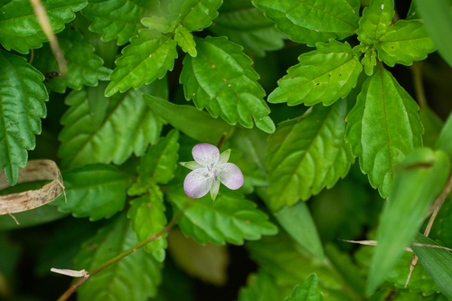 Image of Murdannia keisak by (c) WATANABE Hitoshi 渡辺仁, some rights reserved (CC BY)