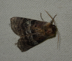 Tethea ocularis