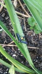 Synanthedon exitiosa