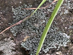 Stereocaulon sorediiferum