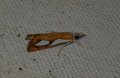 Catoptria