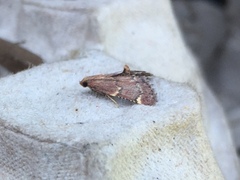 Hypsopygia intermedialis