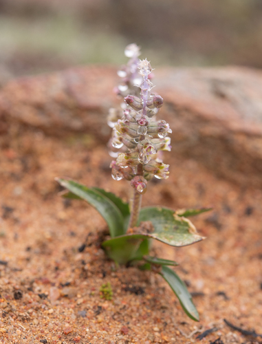 Lachenalia inconspicua