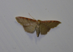 Idaea humiliata
