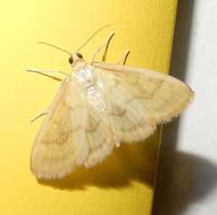 Crocidophora tuberculalis