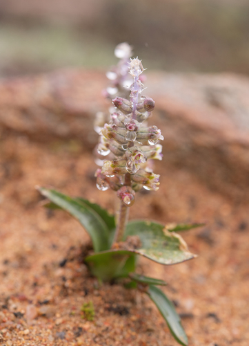 Lachenalia inconspicua