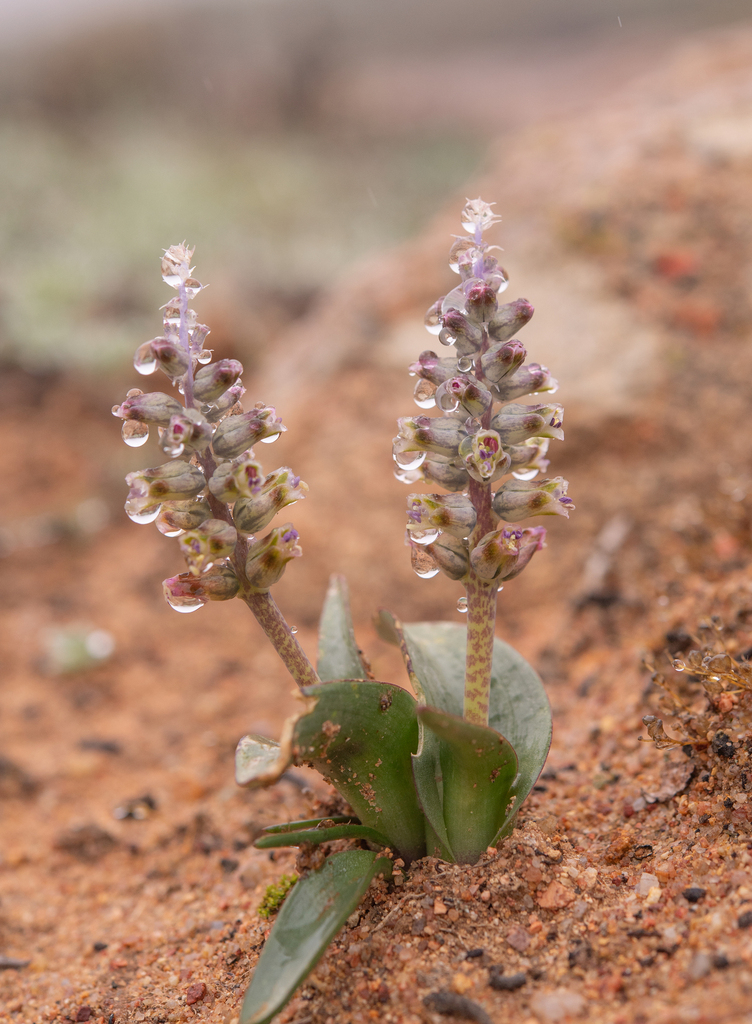 Lachenalia inconspicua, Leliefontein, South Africa