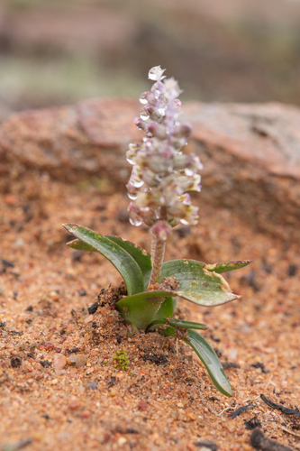 Lachenalia inconspicua
