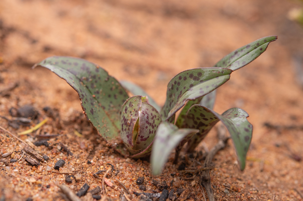 Colchicum circinatum, Leliefontein, South Africa