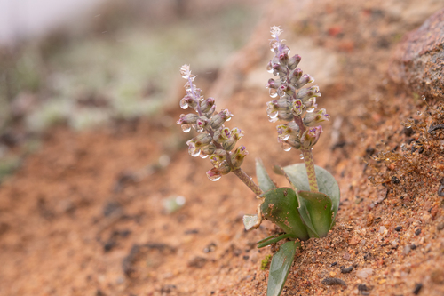 Lachenalia inconspicua