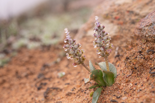 Lachenalia inconspicua