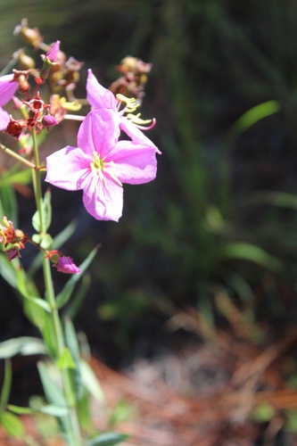 Image of Rhexia alifanus by (c) Tayton Alvis, some rights reserved (CC BY)