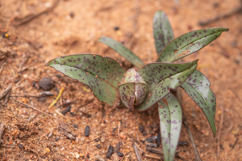 Colchicum circinatum