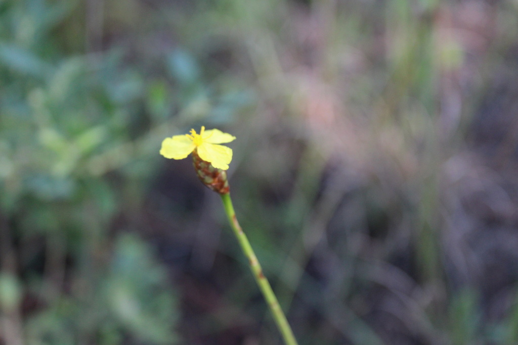 Xyris ambigua; photograph (c) Tayton Alvis, some rights reserved (CC BY)
