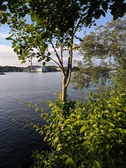 Populus
