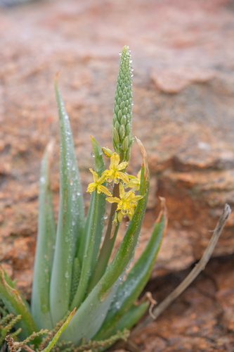 Bulbine praemorsa
