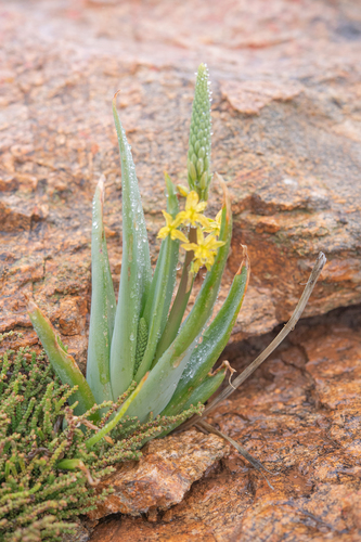 Bulbine praemorsa
