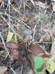 Stenocercus iridescens