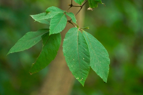 Nikko Maple (Acer maximowiczianum)