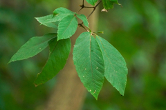 Acer maximowiczianum, photograph (c) WATANABE Hitoshi 渡辺仁, some rights reserved (CC BY)