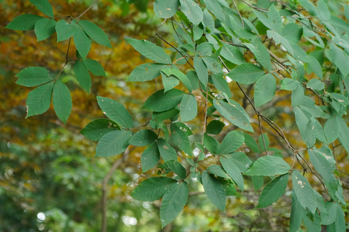 Acer maximowiczianum, photograph 2