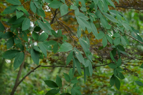 Acer maximowiczianum, photograph 3