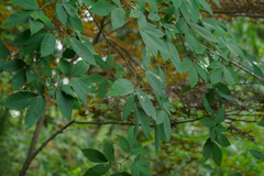 Acer maximowiczianum, photograph (c) WATANABE Hitoshi 渡辺仁, some rights reserved (CC BY)