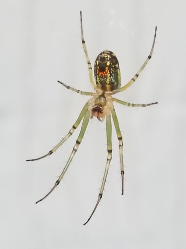 Orchard Orbweaver, photo 6 of 7