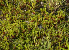 Epilobium glandulosum