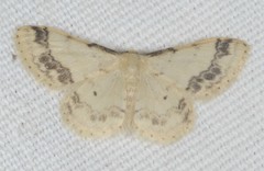 Idaea trigeminata