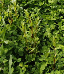 Epilobium glandulosum