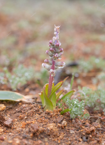 Inconspicuous Viooltjie (Lachenalia inconspicua)