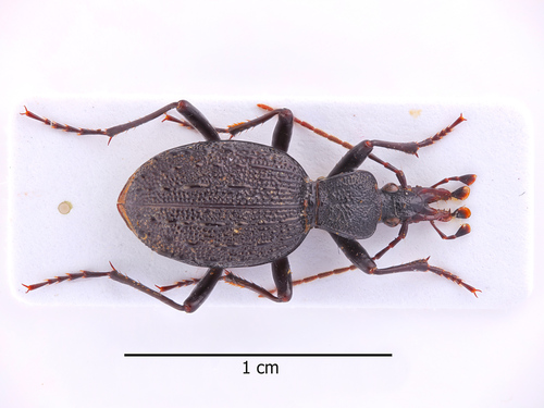 セダカオサムシ属 (属 Cychrus) · iNaturalist