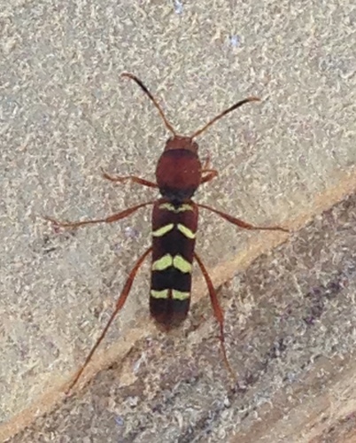 Red-headed Ash Borer photo 4